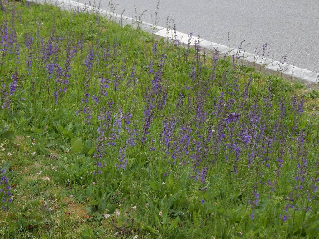 Star-Shaped Fortress of Naarden