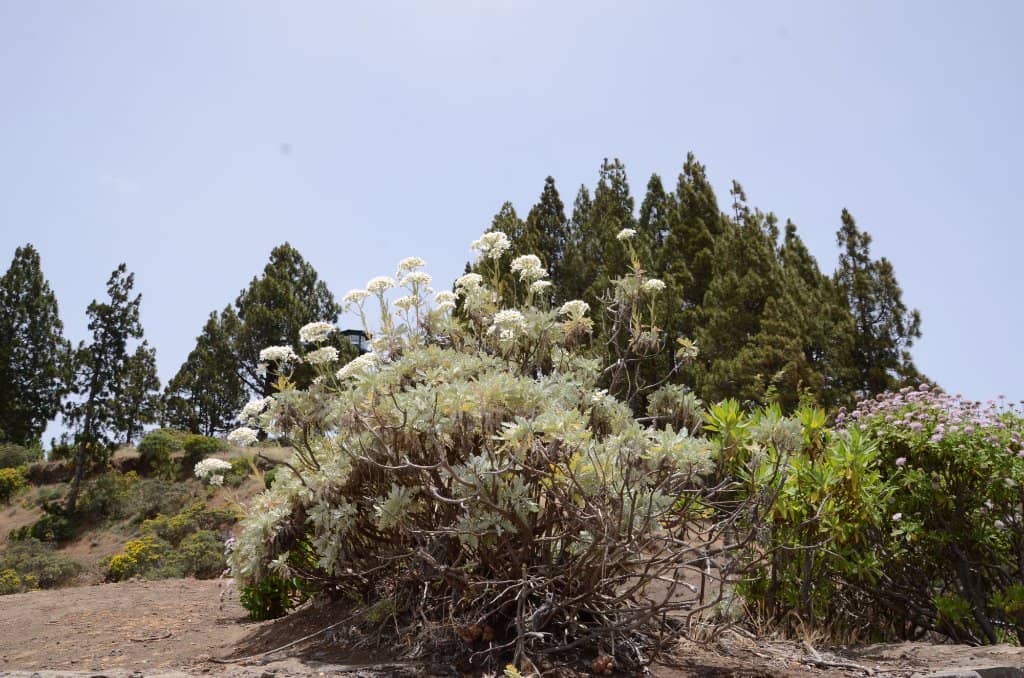 Caldera de los Pinos