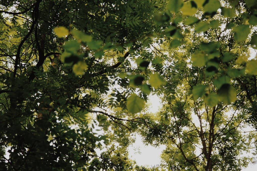 Go Ape Treetop Adventure