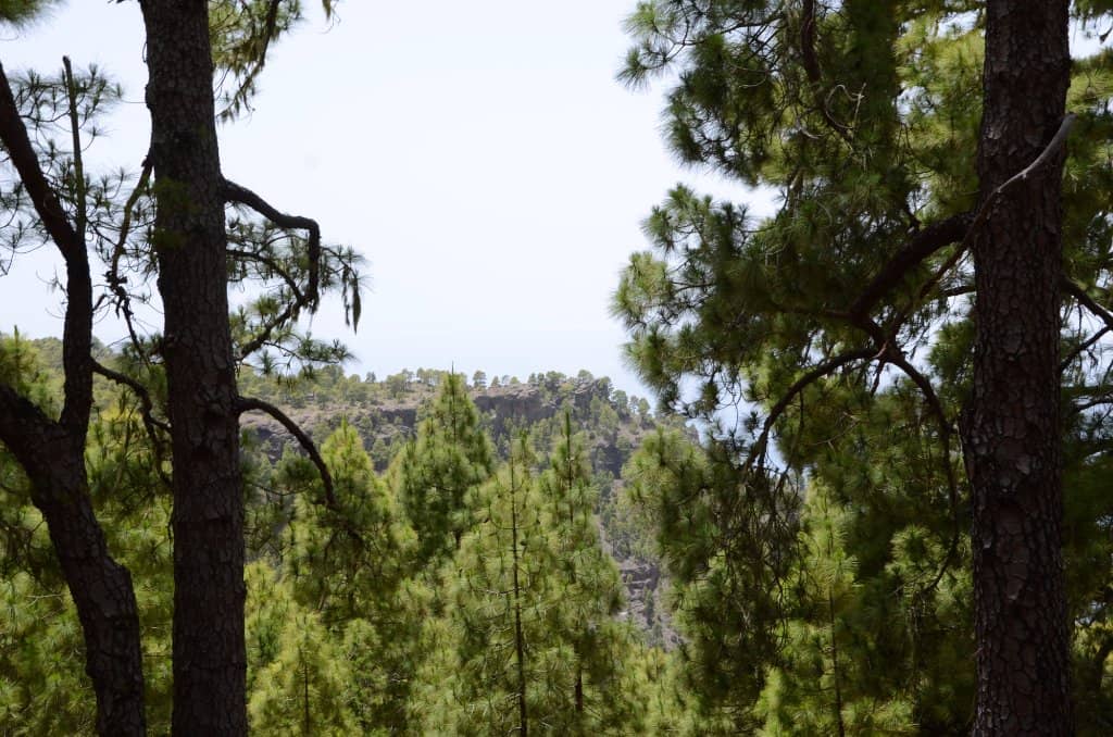 Roque Faneque
