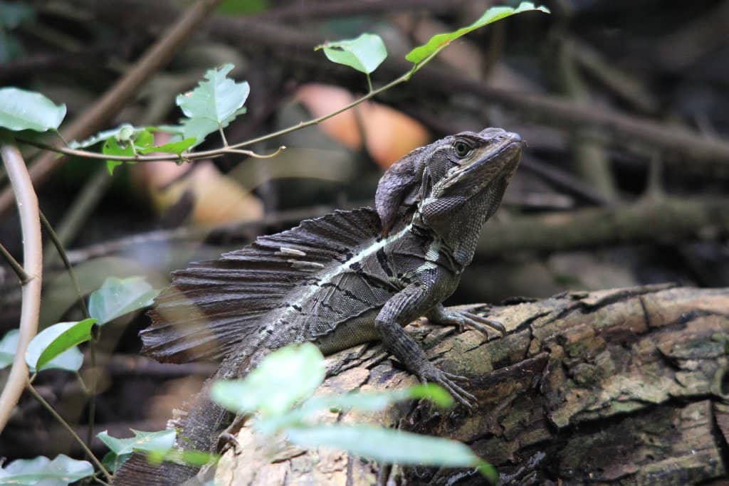 Wildlife Encounters