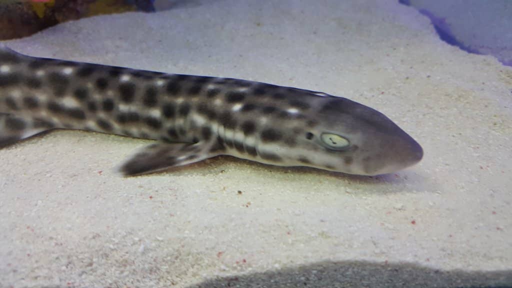 Diverse Marine Life