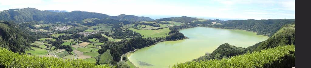 Vibrant Rhododendrons