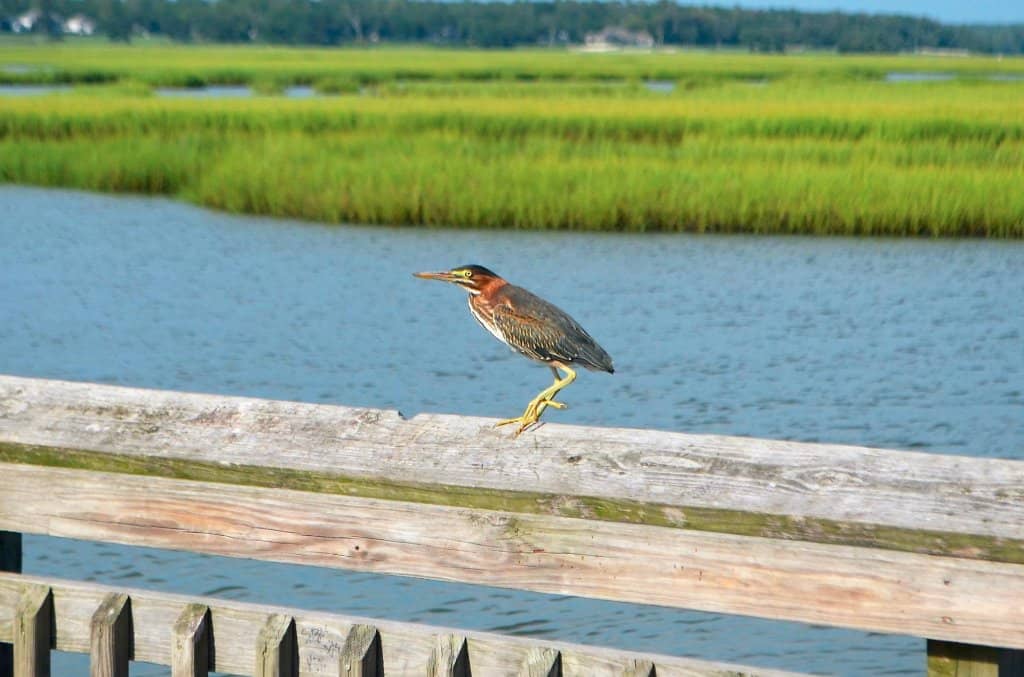 Fiddler Crab Spectacle
