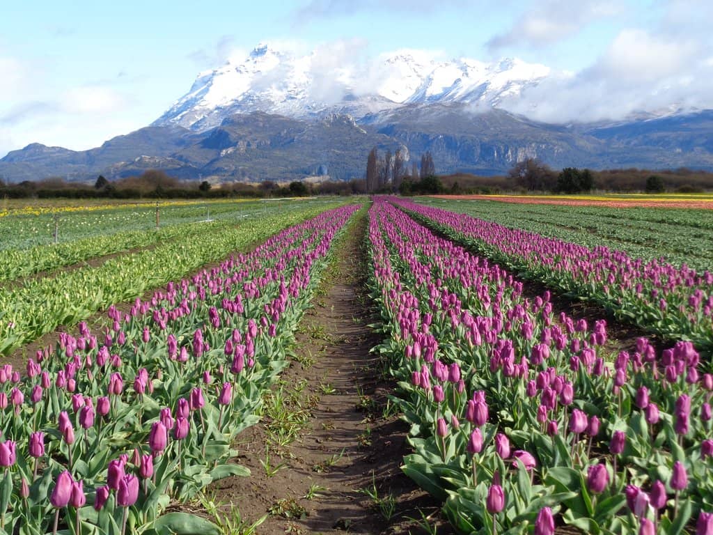 Panoramic Patagonian Views