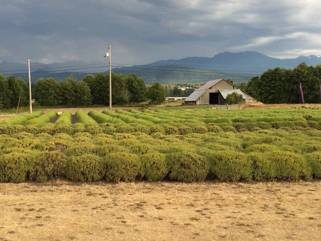 U-Pick Lavender Experience