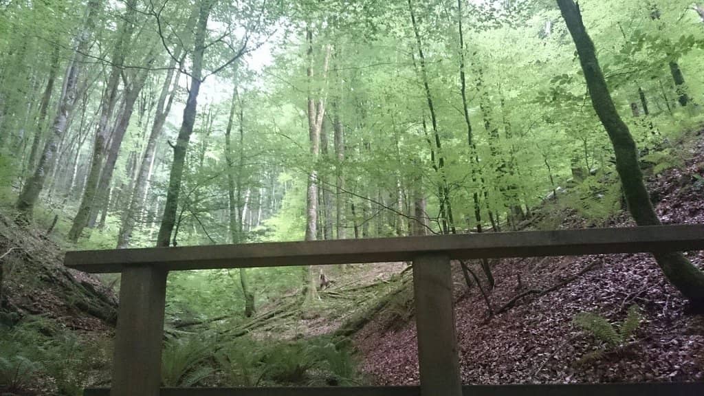 Scenic Hiking Trails