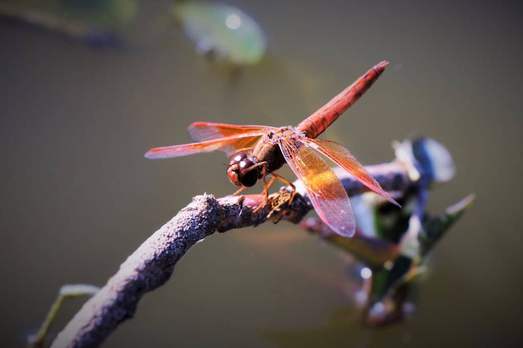 Peaceful Lakeside Stroll