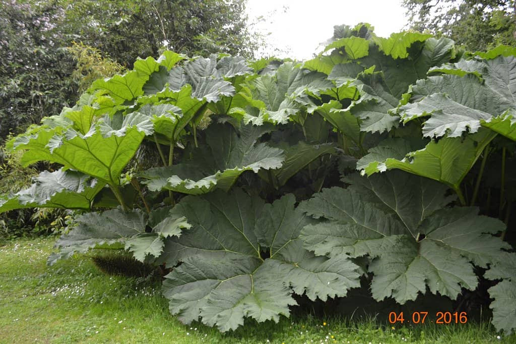 Jungle Walk & Fernery