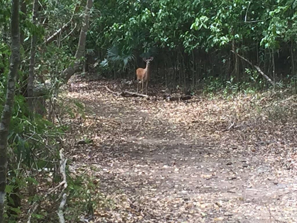 Wildlife Spotting
