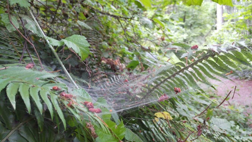 Historic Douglas Firs