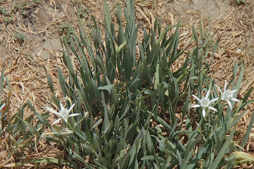 Local Fishing Village Vibe