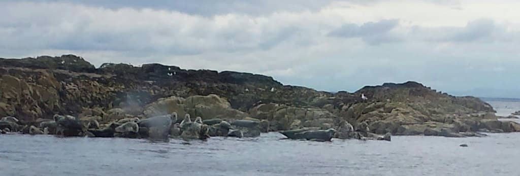Seabird Spectacle