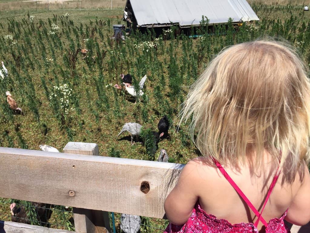 Farm-to-Table Education