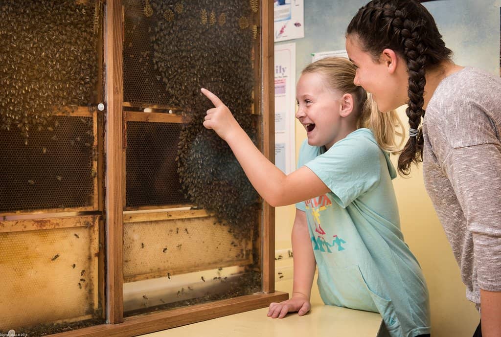 Indoor Observation Hive