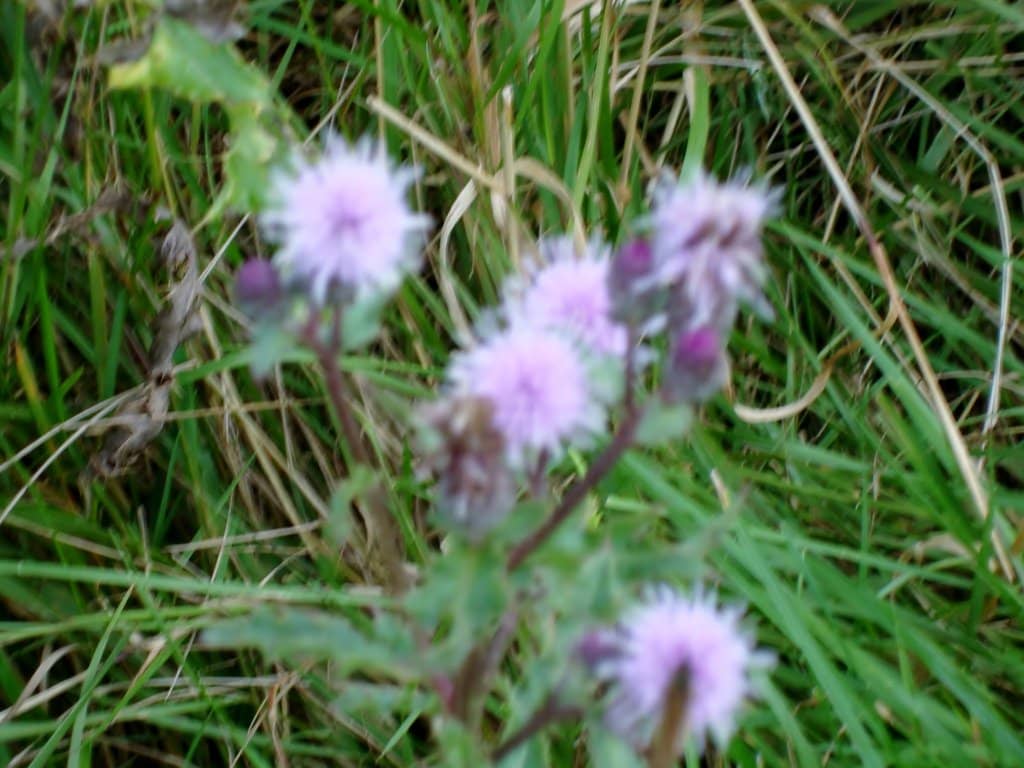 Play Area & Picnic Spots