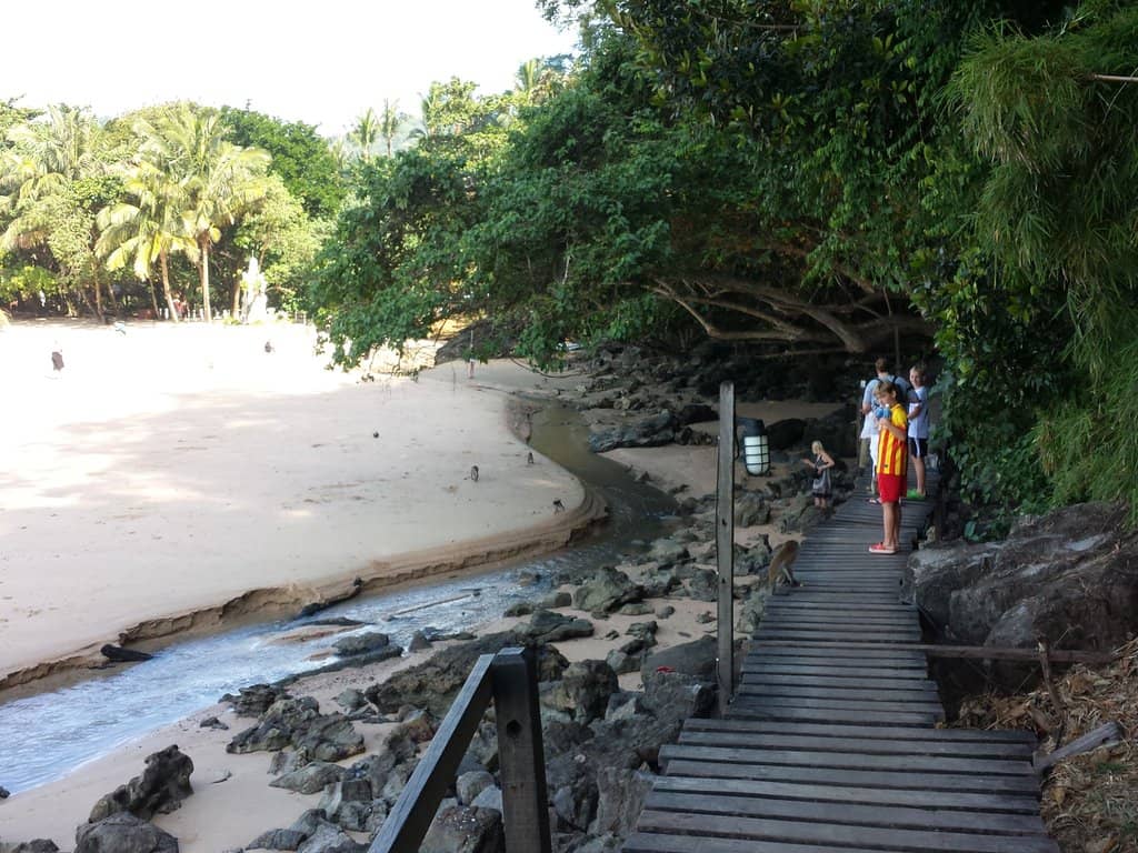 Jungle Trek & Steps