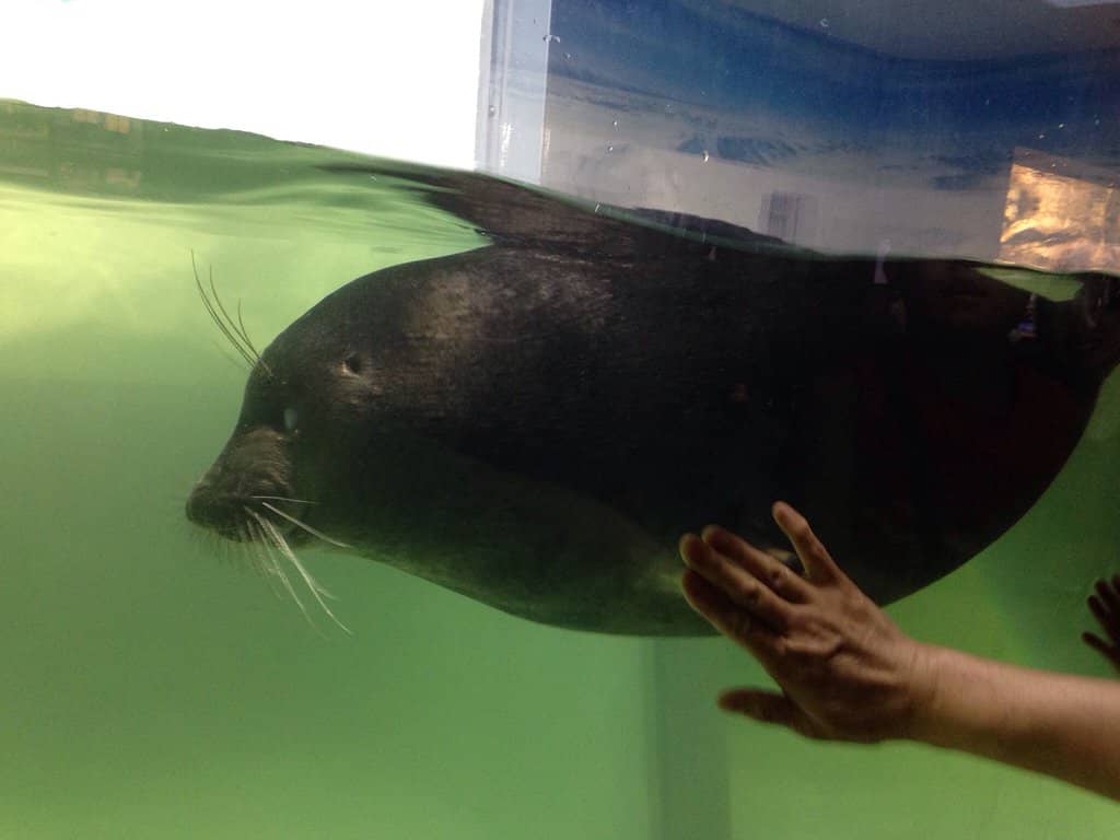 Aquarium Wonders