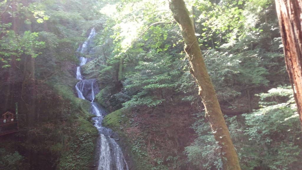Forest Bathing Trail