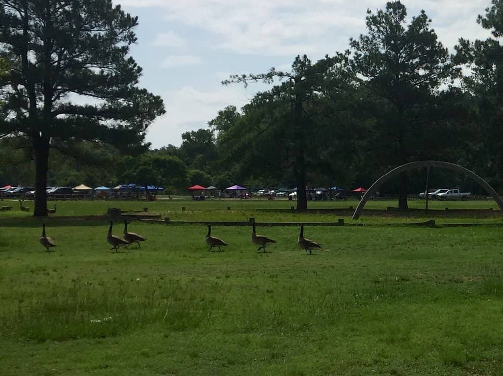 Picnic Pavilions