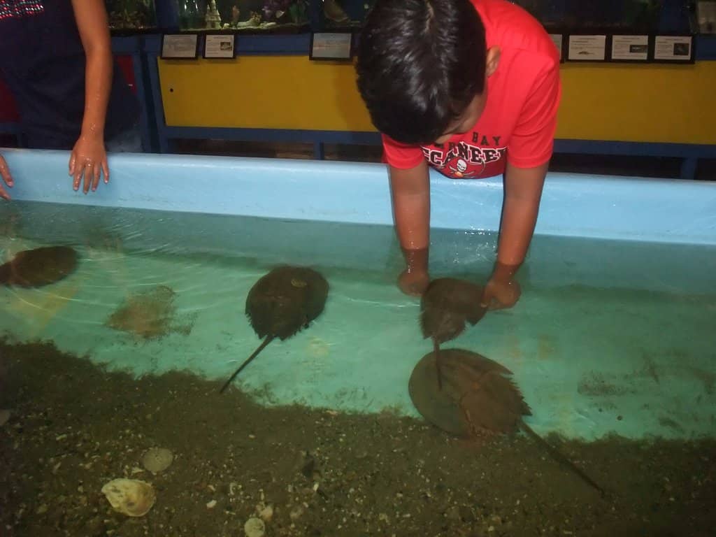 Feeding Demonstrations