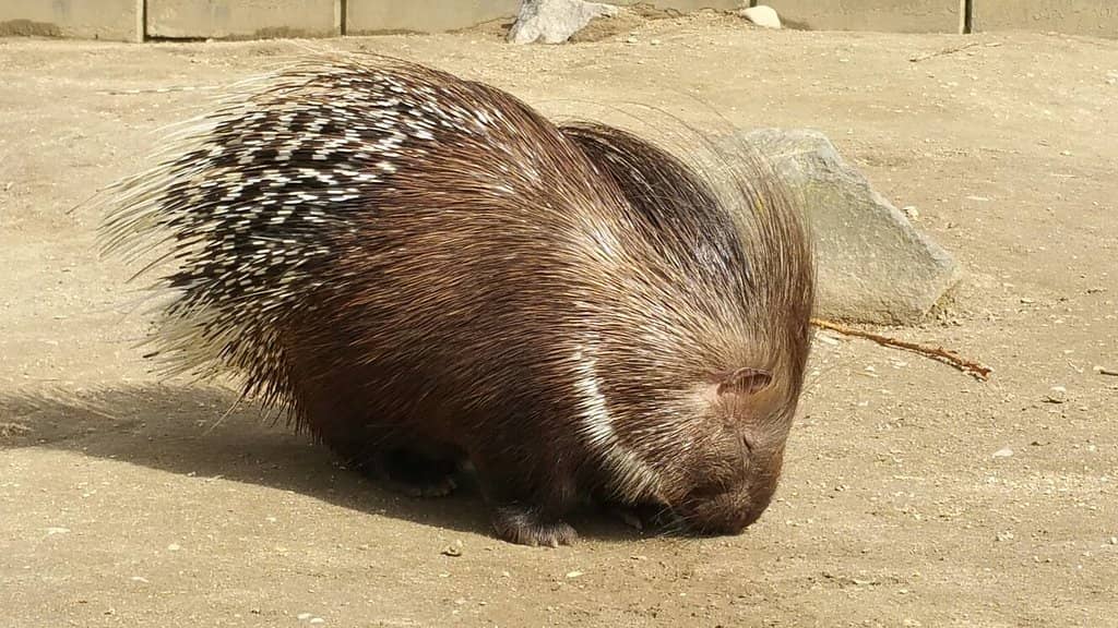 Australia Aviary
