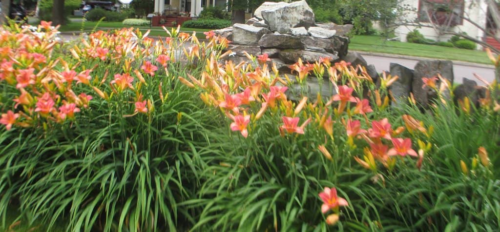 Immaculate Gardens