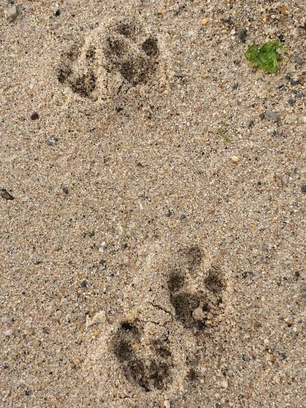 Shell Hunting