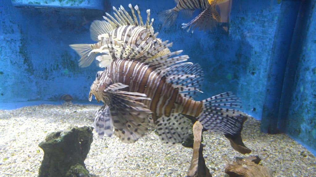 Outdoor Seal Tank