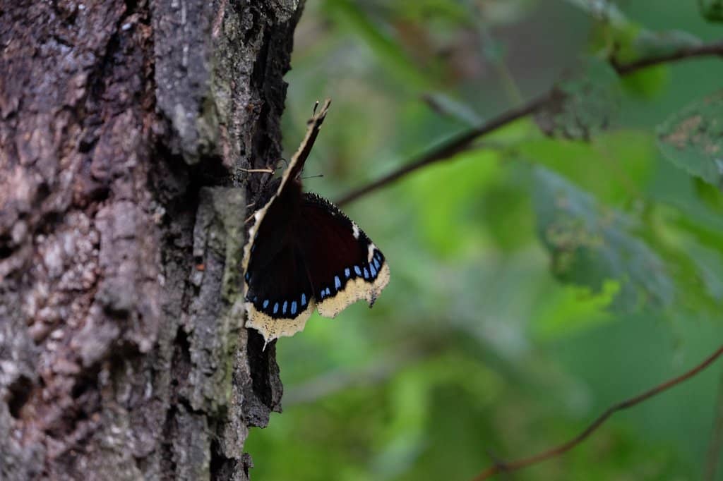 Konik Polski Reserve
