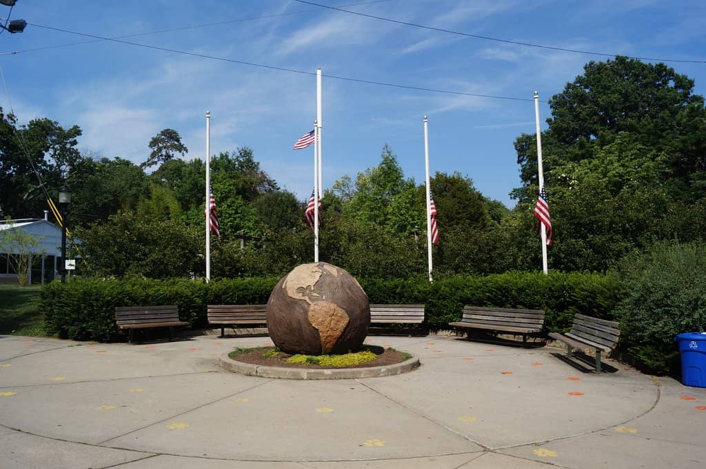 North American Bison