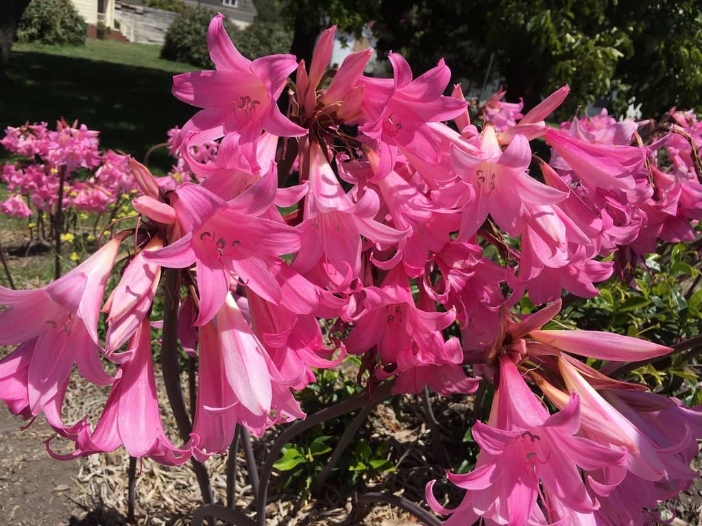 Historic Dairy Ranch