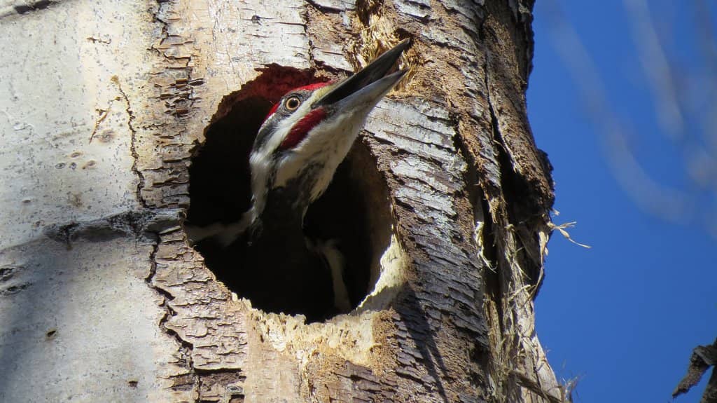 Ottawa River Sunsets
