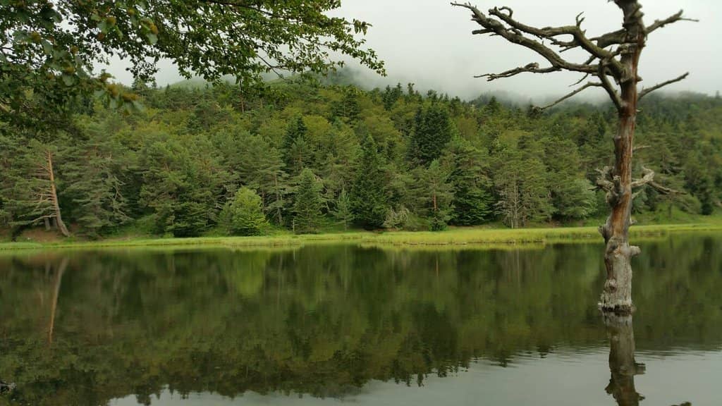 Winter Frozen Landscape