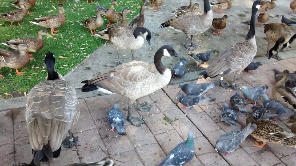 Polson Artisan Night Market