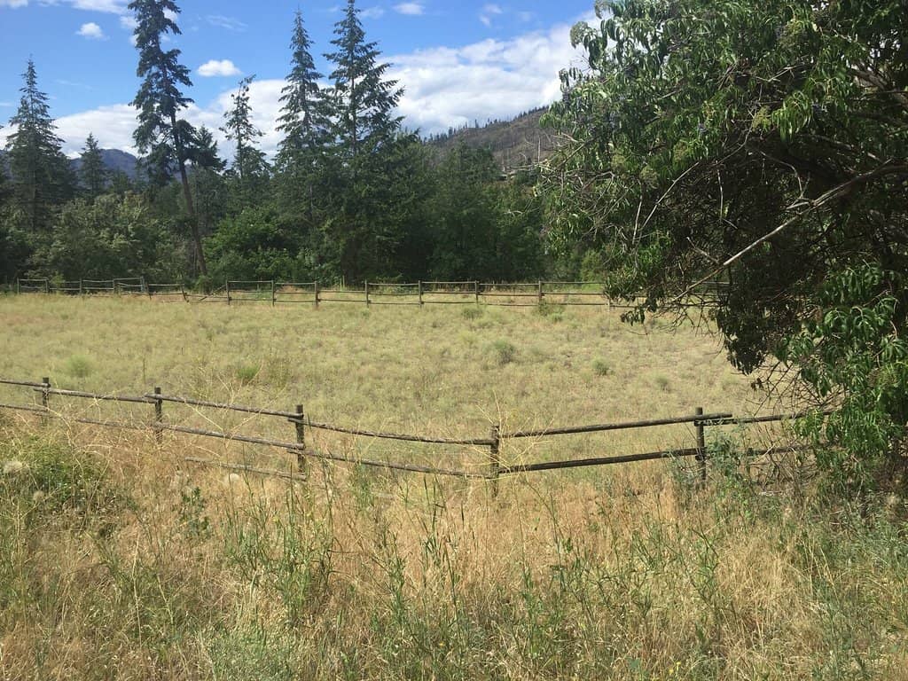 Salmon Spawning Creek