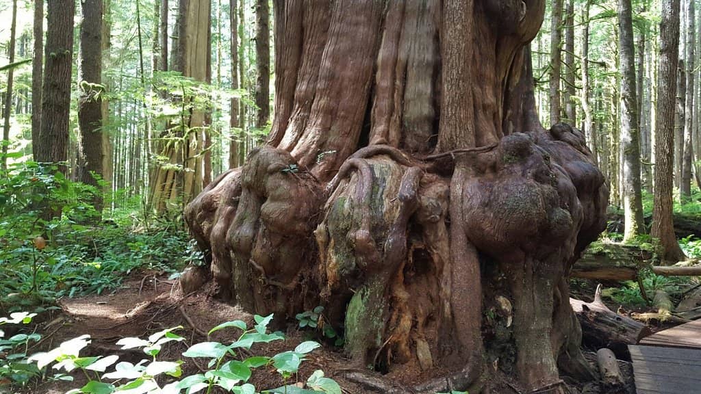 Ancient Giants