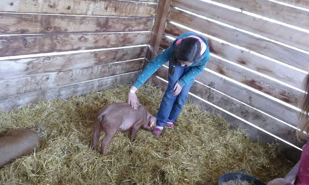 Animal Encounters