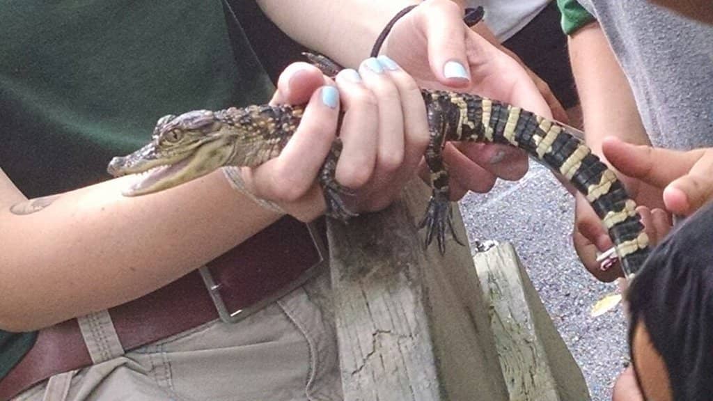 Creatures of the Night