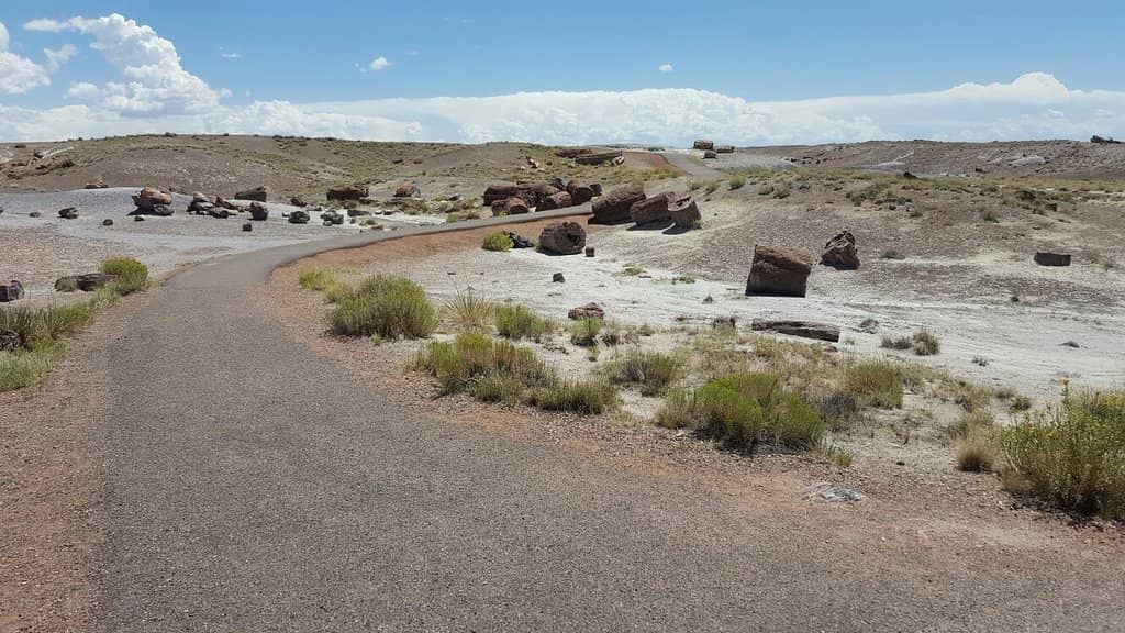 Ancient Petrified Wood