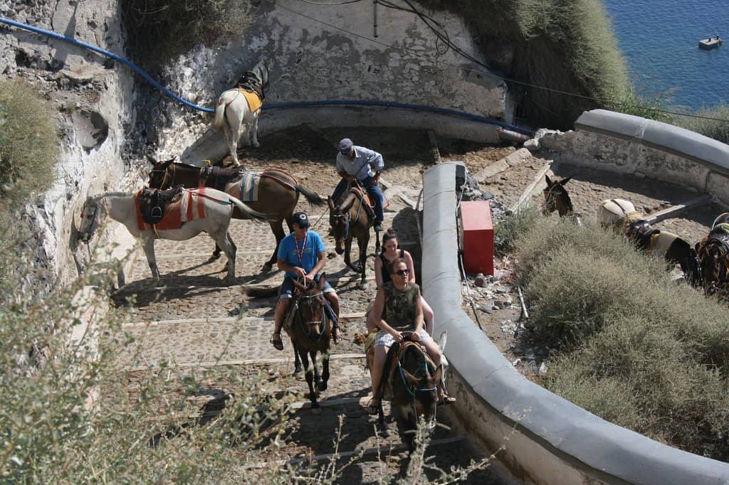 Donkey Encounters
