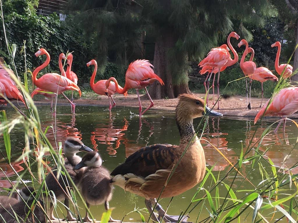 Petting Zoo Encounters
