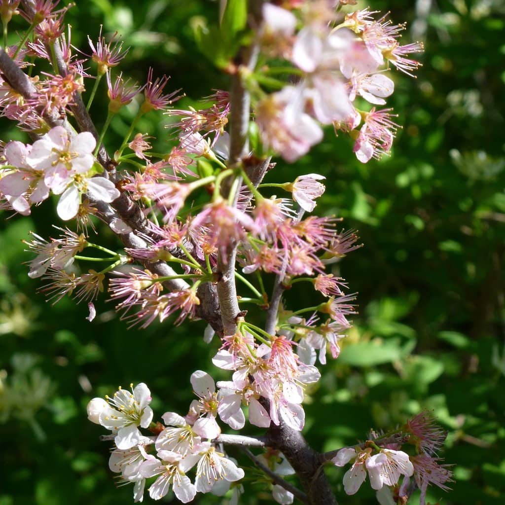 Blue Goose Passport Stamps