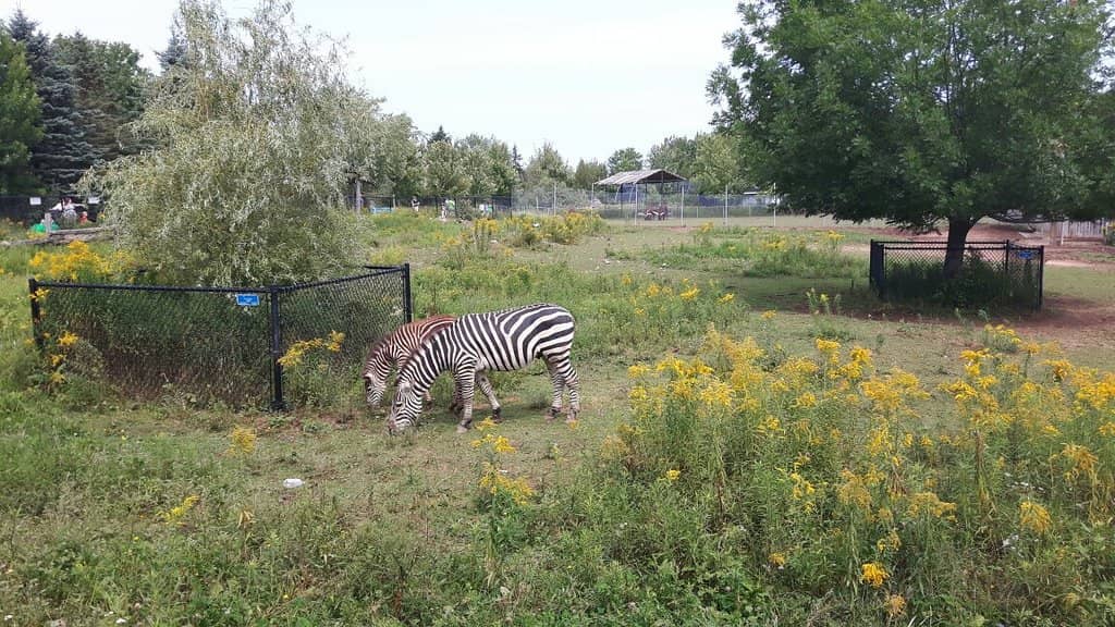 Playground & Barnyard Fun