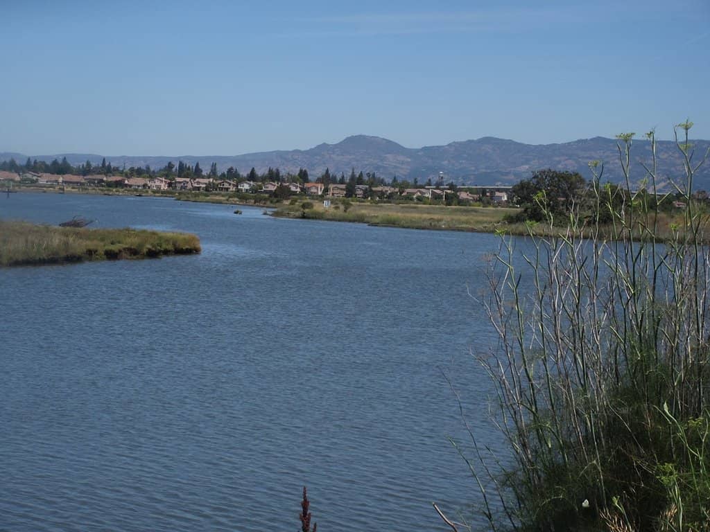 Flower Fair Delights