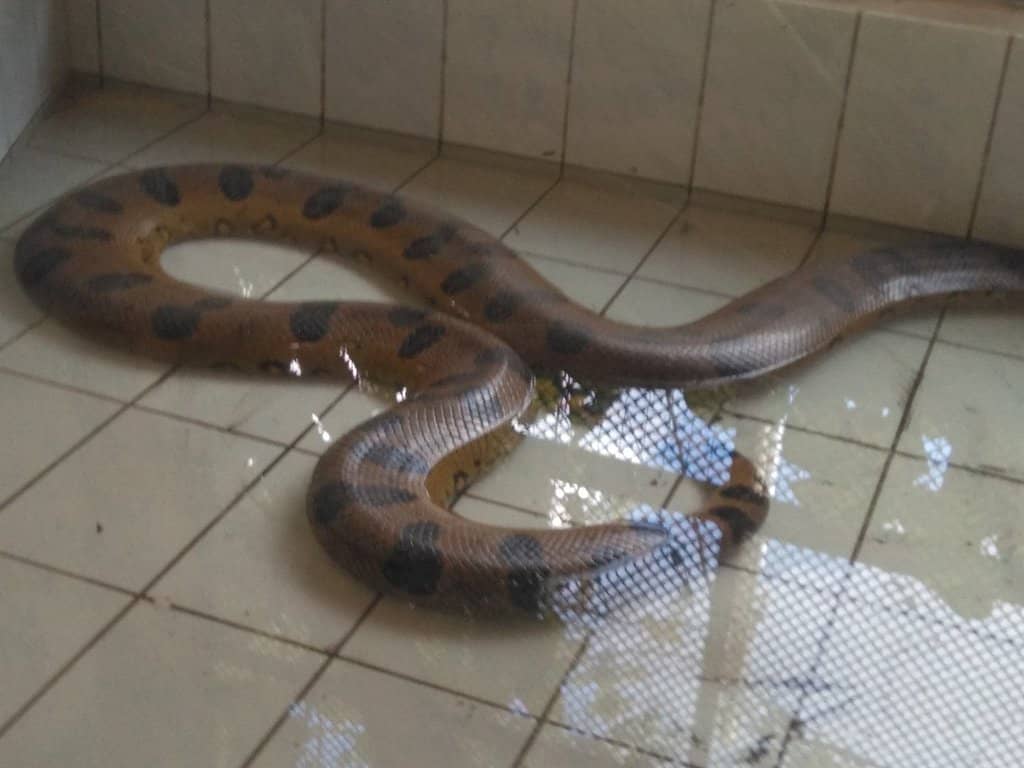 Amazonian Wildlife