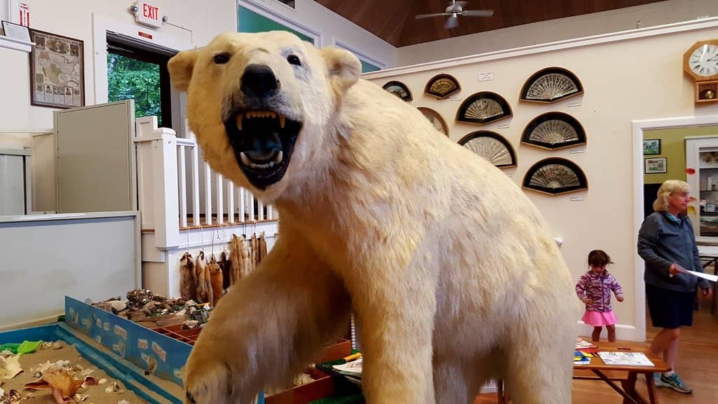 Native American Artifacts