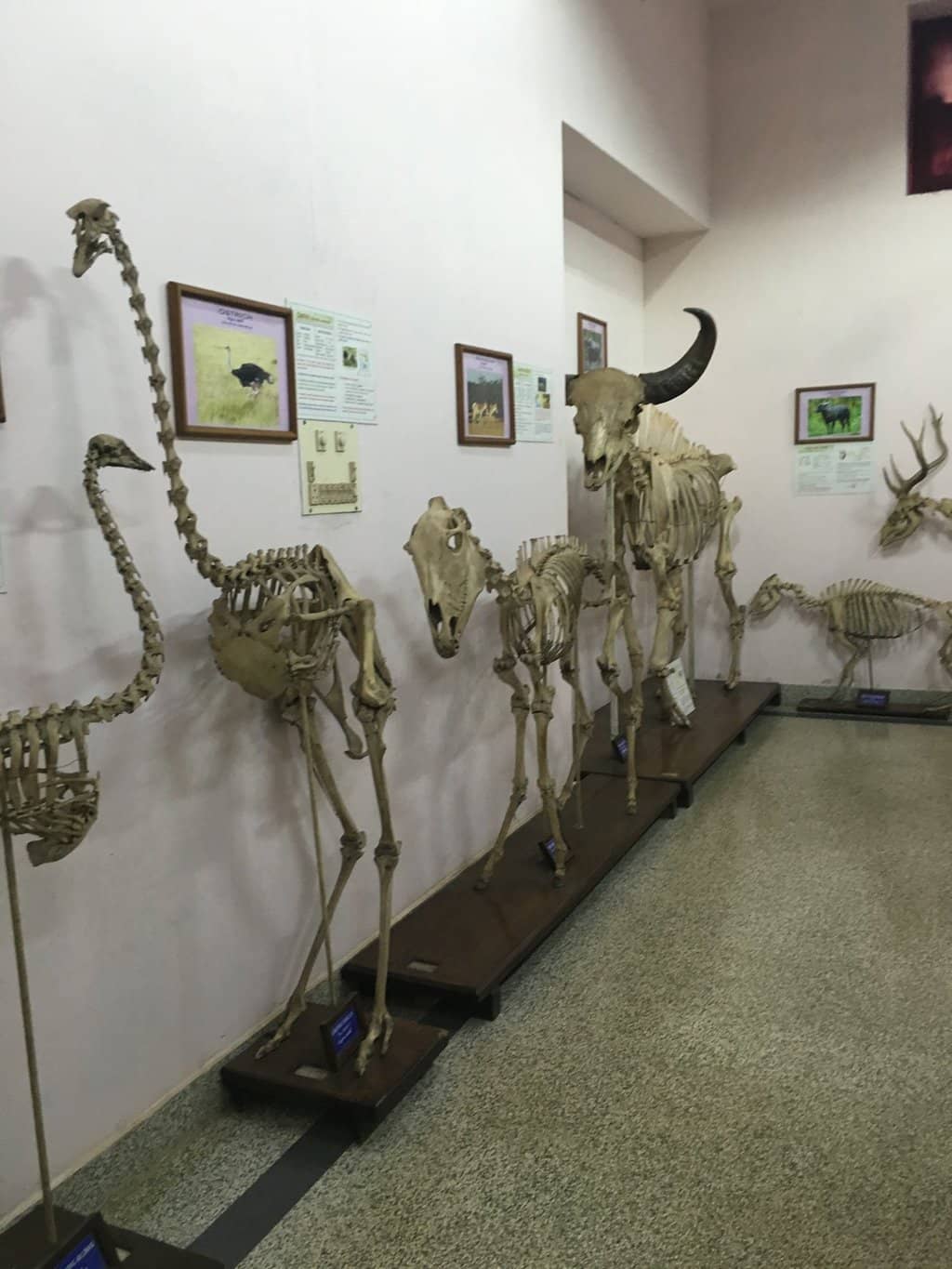 Dinosaur Skeleton