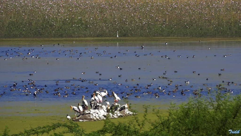 Ramsar Site Biodiversity