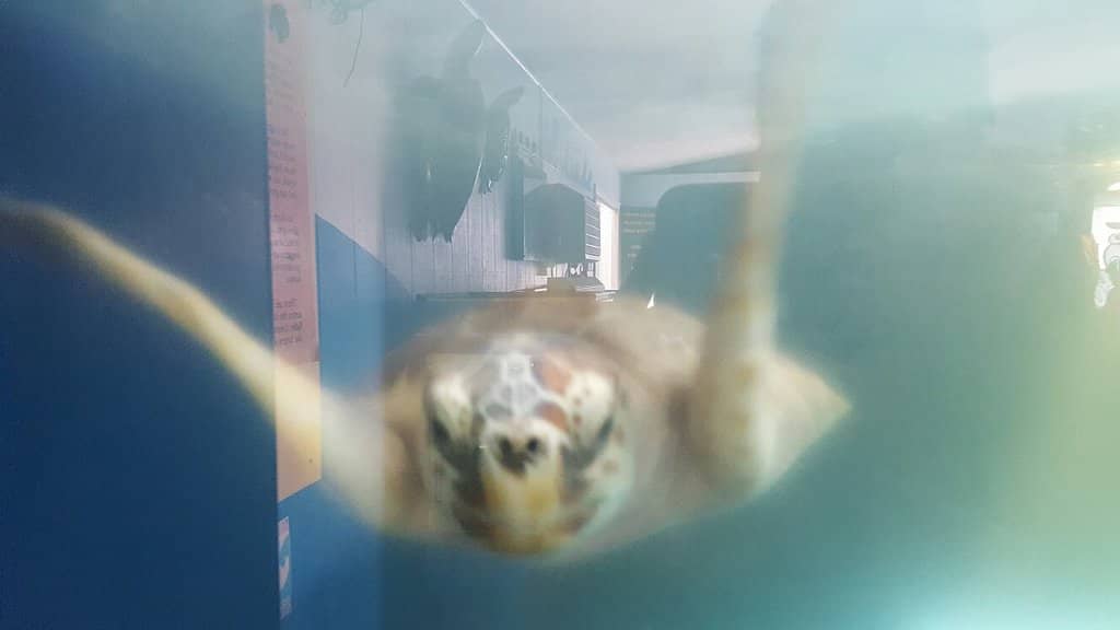 Interactive Animal Encounters